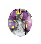 うちのお庭番野良猫2（個別スタンプ：2）