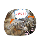 うちのお庭番野良猫2（個別スタンプ：4）