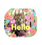 うちのお庭番野良猫2（個別スタンプ：5）