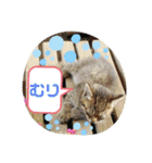うちのお庭番野良猫2（個別スタンプ：7）