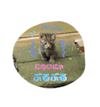 うちのお庭番野良猫2（個別スタンプ：9）