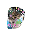 うちのお庭番野良猫2（個別スタンプ：11）
