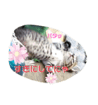 うちのお庭番野良猫2（個別スタンプ：12）