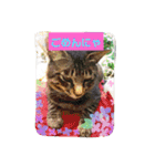 うちのお庭番野良猫2（個別スタンプ：16）