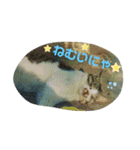 うちのお庭番野良猫2（個別スタンプ：20）