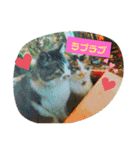 うちのお庭番野良猫2（個別スタンプ：21）