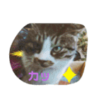 うちのお庭番野良猫2（個別スタンプ：22）