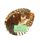 うちのお庭番野良猫2（個別スタンプ：24）