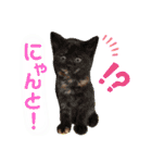 totomuta（個別スタンプ：6）