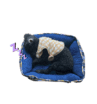 こげのスタンプ（個別スタンプ：16）