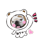 ぶるどっぐのぶるお♡4（個別スタンプ：15）