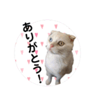 白猫のんびり夏ライフ（個別スタンプ：4）