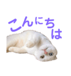白猫のんびり夏ライフ（個別スタンプ：5）