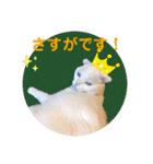 白猫のんびり夏ライフ（個別スタンプ：17）