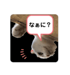 白猫のんびり夏ライフ（個別スタンプ：19）