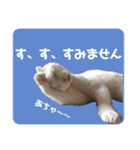 白猫のんびり夏ライフ（個別スタンプ：21）