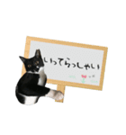 パコとゆかいなニャンコたち（個別スタンプ：9）