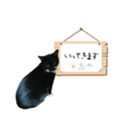 パコとゆかいなニャンコたち（個別スタンプ：15）