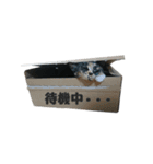 パコとゆかいなニャンコたち（個別スタンプ：16）