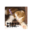 垂れ耳 ちょこ（個別スタンプ：3）