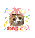 垂れ耳 ちょこ（個別スタンプ：7）