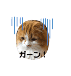 垂れ耳 ちょこ（個別スタンプ：11）