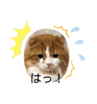 垂れ耳 ちょこ（個別スタンプ：14）