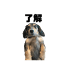 【日常】実写犬スタンプ（ダックス）（個別スタンプ：17）