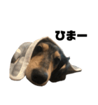 【日常】実写犬スタンプ（ダックス）（個別スタンプ：22）
