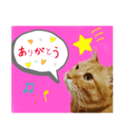 うにゃお君（個別スタンプ：1）