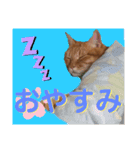 うにゃお君（個別スタンプ：2）