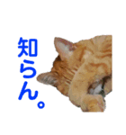 うにゃお君（個別スタンプ：3）