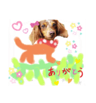 我が家の愛犬ファミリー（個別スタンプ：1）