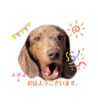 我が家の愛犬ファミリー（個別スタンプ：3）