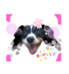 我が家の愛犬ファミリー（個別スタンプ：4）