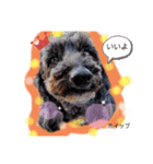 我が家の愛犬ファミリー（個別スタンプ：5）