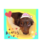 我が家の愛犬ファミリー（個別スタンプ：6）