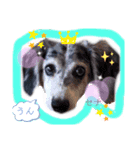 我が家の愛犬ファミリー（個別スタンプ：8）