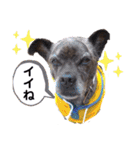 LOVEフレディ（個別スタンプ：7）