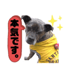 LOVEフレディ（個別スタンプ：12）