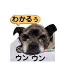 LOVEフレディ（個別スタンプ：16）