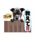 LOVEフレディ（個別スタンプ：20）
