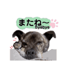 LOVEフレディ（個別スタンプ：37）