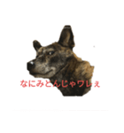 リオ様のスタンプ（個別スタンプ：1）