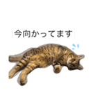 ローチャチャリト（個別スタンプ：1）