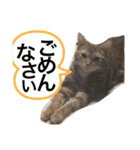 ローチャチャリト（個別スタンプ：4）