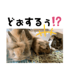 家族が増えたぁ❤（個別スタンプ：24）