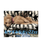 トイプードル くーちゃんスタンプ（個別スタンプ：7）
