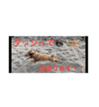 トイプードル くーちゃんスタンプ（個別スタンプ：8）
