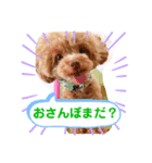 【シュシュ看板犬スタンプ】MOKA＆みるく（個別スタンプ：2）